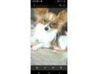 Papillon Puppy for sale in Davenport, IA, USA