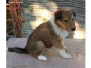 Medium Photo #1 Collie Puppy For Sale in Malvern, AR, USA