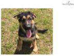 German Shepherd Dog Puppy for sale in Saint Augustine, FL, USA