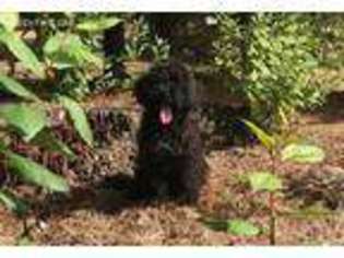 Labradoodle Puppy for sale in Packwood, WA, USA