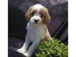 Cavapoo Puppy for sale in Canandaigua, NY, USA