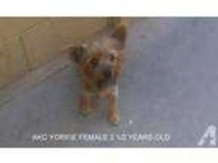 Yorkshire Terrier Puppy for sale in MESA, AZ, USA