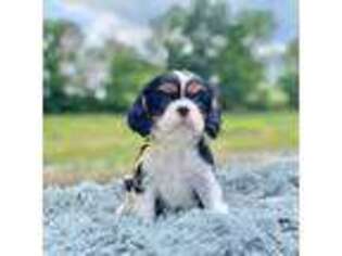 Cavalier King Charles Spaniel Puppy for sale in Statesville, NC, USA