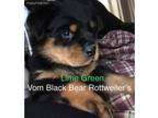 Rottweiler Puppy for sale in Hampton, CT, USA