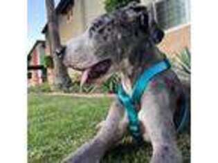 Great Dane Puppy for sale in Arcadia, CA, USA