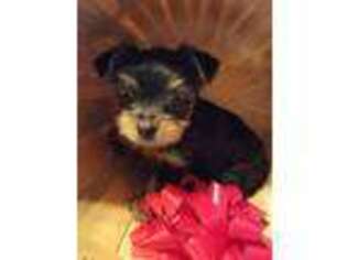 Yorkshire Terrier Puppy for sale in Swanton, MD, USA