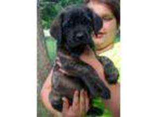 Mastiff Puppy for sale in Walnut, KS, USA