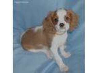 Cavalier King Charles Spaniel Puppy for sale in Santa Clarita, CA, USA