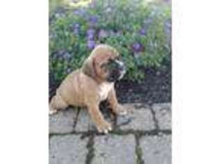 Valley Bulldog Puppy for sale in Lebanon, PA, USA