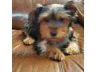 Yorkshire Terrier Puppy for sale in Wytheville, VA, USA