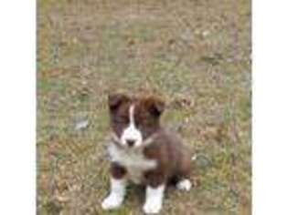 Border Collie Puppy for sale in Cameron, SC, USA