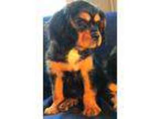 Cavalier King Charles Spaniel Puppy for sale in Bellevue, WA, USA