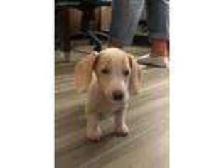 Dachshund Puppy for sale in Argyle, TX, USA