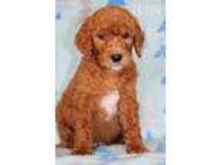 Goldendoodle Puppy for sale in Seattle, WA, USA