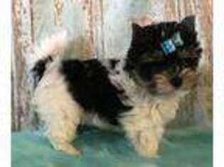 Biewer Terrier Puppy for sale in Jonestown, PA, USA