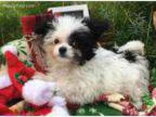 Mutt Puppy for sale in Huntsville, TX, USA