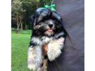 Havanese Puppy for sale in Pittsboro, NC, USA