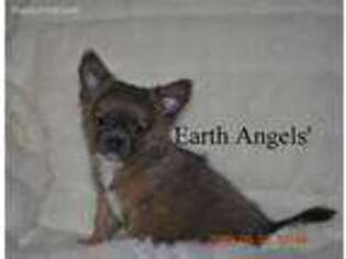 Chihuahua Puppy for sale in Ville Platte, LA, USA