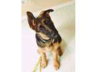 German Shepherd Dog Puppy for sale in West Linn, OR, USA