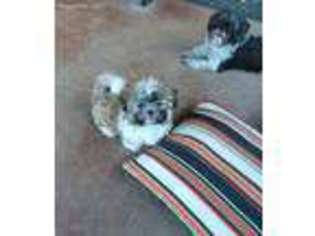 Mal-Shi Puppy for sale in Mesa, AZ, USA