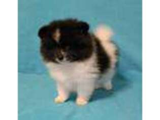 Pomeranian Puppy for sale in Morehead, KY, USA