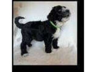 Portuguese Water Dog Puppy for sale in Parkersburg, WV, USA