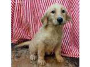 Labradoodle Puppy for sale in Standish, MI, USA