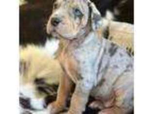 Great Dane Puppy for sale in Tishomingo, MS, USA