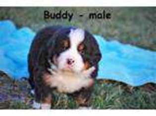 Bernese Mountain Dog Puppy for sale in Owenton, KY, USA