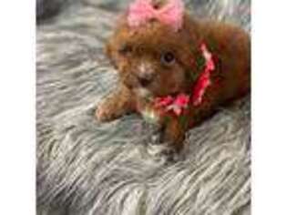 Mutt Puppy for sale in Claremore, OK, USA