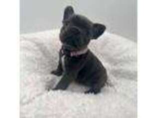 French Bulldog Puppy for sale in Beverly Hills, MI, USA