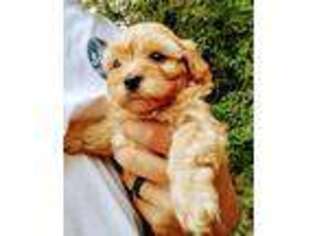 Poovanese Puppy for sale in Seneca, SC, USA