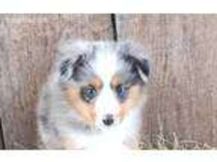 Miniature Australian Shepherd Puppy for sale in Pine Knot, KY, USA