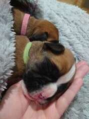 Boxer Puppy for sale in Texas City, TX, USA