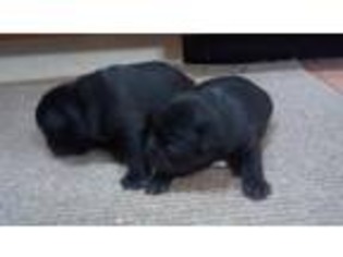 French Bulldog Puppy for sale in Winsted, CT, USA