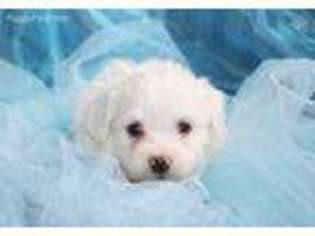 Havanese Puppy for sale in Summerfield, NC, USA