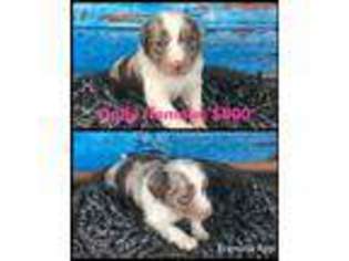 Miniature Australian Shepherd Puppy for sale in Choctaw, OK, USA