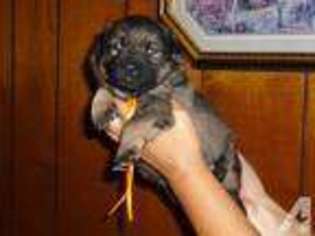 German Shepherd Dog Puppy for sale in WESTOVER, PA, USA