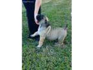 Boerboel Puppy for sale in Texas City, TX, USA