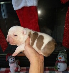 Bulldog Puppy for sale in Kathleen, FL, USA