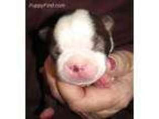 Boston Terrier Puppy for sale in Terrebonne, OR, USA