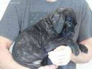Mastiff Puppy for sale in Urbana, MO, USA