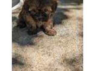 Shorkie Tzu Puppy for sale in Hyattsville, MD, USA