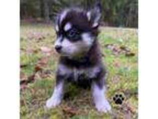 Mutt Puppy for sale in Eatonville, WA, USA