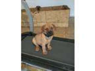 Mastiff Puppy for sale in Fort Washington, MD, USA