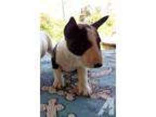 Bull Terrier Puppy for sale in ESCONDIDO, CA, USA