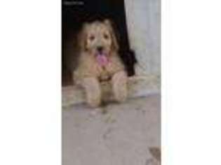 Goldendoodle Puppy for sale in Freetown, IN, USA