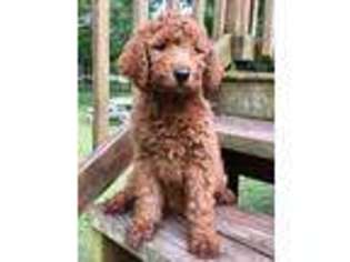 Labradoodle Puppy for sale in Lake City, FL, USA