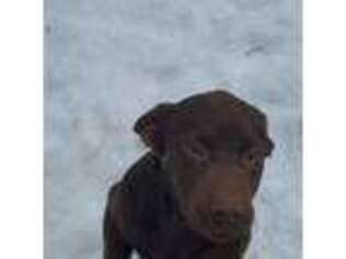 Labrador Retriever Puppy for sale in Arlington, WA, USA