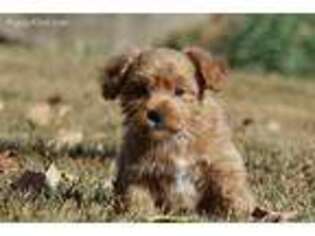 Yorkshire Terrier Puppy for sale in Bowling Green, KY, USA